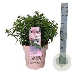 Hydrangea pan. Groundbreaker Blush 50-60 cm 15L