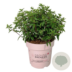 Hydrangea pan. Groundbreaker Blush 50-60 cm 15L