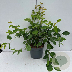 Amelanchier lamarckii 40-50 cm 35L