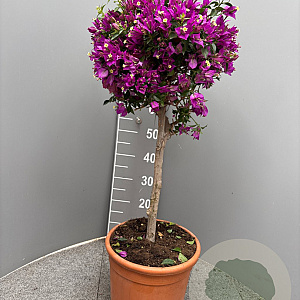 Bougainvillea gl. 'Sanderiana' 90 cm 12L stam