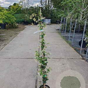 Trachelospermum jasminoides 100-125 cm 3,0L