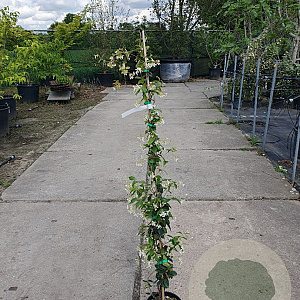 Trachelospermum jasminoides 100-125 cm 3,0L