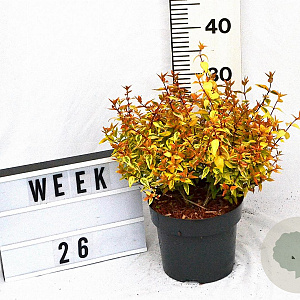 Abelia grandifl. 'Kaleidoscope' 20-25 cm 3,0L