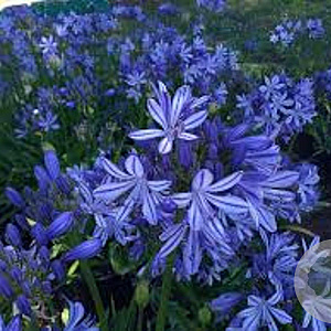 Agapanthus 'Charlotte' GM P9