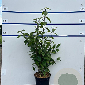 Callicarpa bod. 'Profusion' 80-100 cm 7,5L