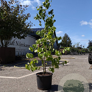 Cornus florida 125-150 cm 15L
