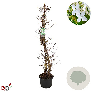 Hydrangea anomala petiolaris 125-150 cm 12L