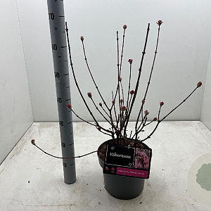 Viburnum bodn. 'Charles Lamont' 50-60 cm 5,0L