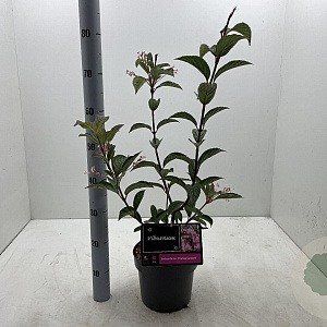 Viburnum bodn. 'Charles Lamont' 50-60 cm 5,0L