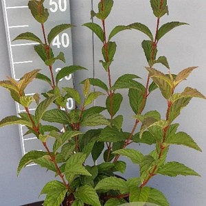 Viburnum bodn. 'Charles Lamont' 50-60 cm 5,0L