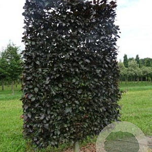 Fagus syl. 'Atropunicea' 20-25 cm draadkluit 50 cm stam schermvorm laag