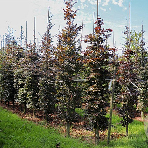 Fagus syl. 'Atropunicea' 14-16 HO draadkluit