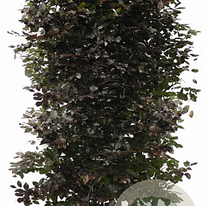 Fagus syl. 'Atropunicea' 200 Hoog Haagelement 100Bx40D