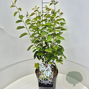Amelanchier lamarckii 60-80 cm 10L
