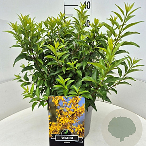 Forsythia int. Minigold 40 cm 10L