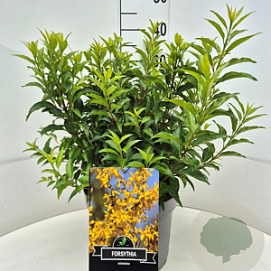 Forsythia int. Minigold 40 cm 10L