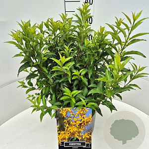 Forsythia int. Minigold 40 cm 10L