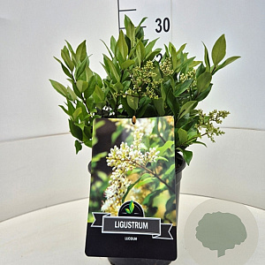 Ligustrum lucidum 30-40 cm 6,5L