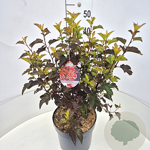 Physocarpus opulif. Diable d'Or 40-60 cm 10L