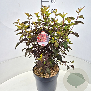 Physocarpus opulif. Diable d'Or 40-60 cm 10L