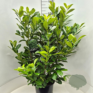 Prunus I. 'Rotundifolia' 120-130 cm 15L