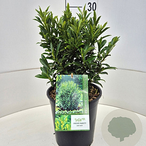 Prunus l. Sofia 30-40 cm 6,5L
