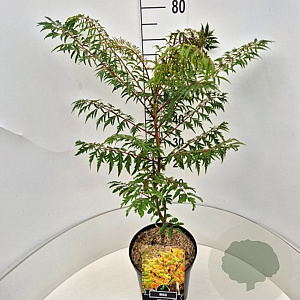 Rhus glabra 'Laciniata' 60-80 cm 10L