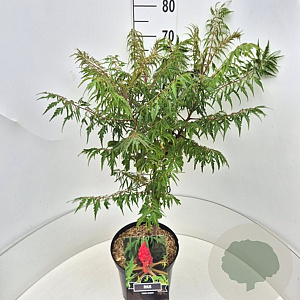 Rhus typhina 'Dissecta' 60-80 cm 10L