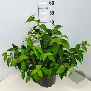Viburnum plic. 'Mariesii' 50-60 cm 20L