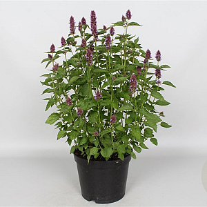 Agastache Beelicious Purple GM P9
