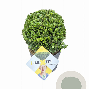 Ilex crenata Dark Green 20 cm op rozenpot 3L bol potgekweekt