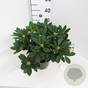Rhododendron (Y) 'Dreamland' 30 cm 5,0L