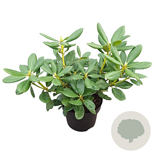 Rhododendron (AC) 'Schneeauge' 30-40 cm 5,0L struik