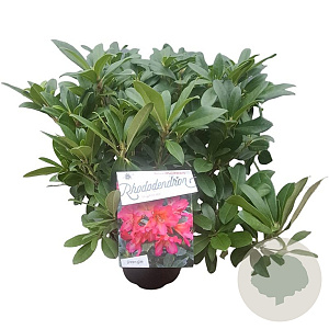 Rhododendron 'Scyphocalix' 30-40 cm 5,0L struik