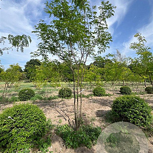 Gleditsia triacanthos inermis 350-400 cm draadkluit meerstammig