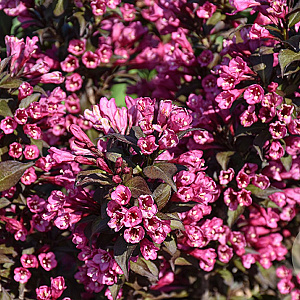 Weigela florida Minor Black 40-50 cm 5,0L