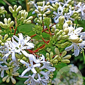 Heptacodium miconioides 150-175 cm cont. 110L meerstammig