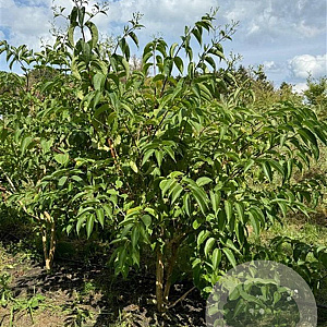 Heptacodium miconioides 200-250 cm draadkluit meerstammig
