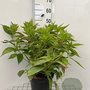 Hydrangea m. 'Nikko Blue' GM 7,5L