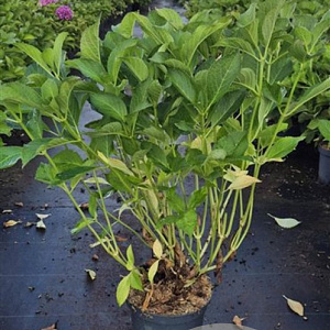 Hydrangea m. 'Soeur Thérèse' 60-80 cm 10L