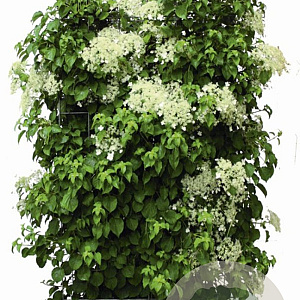 Hydrangea anomala petiolaris 180 hoog Haagelement 100Bx40D