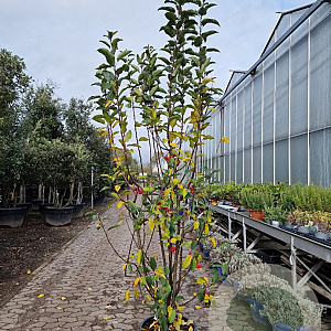 Malus 'Red Sentinel' 200-250 cm container meerstammig extra