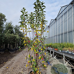 Malus 'Red Sentinel' 200-250 cm container meerstammig extra