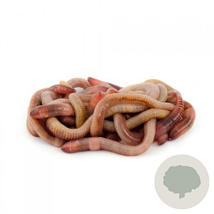 Regenwormen mix Innogreen 1 Kg