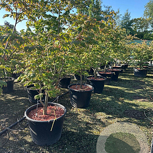 Acer japonicum 'Aconitifolium' 150-175 cm cont. 80L