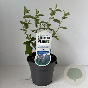 Ceanothus del. 'Gloire de Versaille 30-40 cm P17