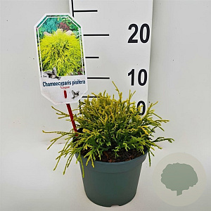 Chamaecyparis p. 'Sungold' 20-25 cm 2,0L