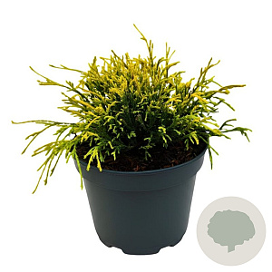 Chamaecyparis p. 'Sungold' 20-25 cm 2,0L