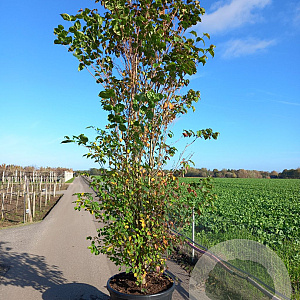 Cornus kousa 300-350 cm cont. 110L