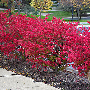 Euonymus alat. 'Fireball' 30-40 cm 5,0L struik